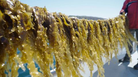 Seaweed is a ravenous consumer of carbon dioxide, and scientists have been eyeing it as one potential solution to the climate crisis.
