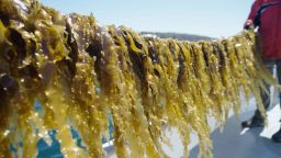 Seaweed is a ravenous consumer of carbon dioxide, and scientists have been eyeing it as one potential solution to the climate crisis.
