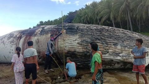 The dead sperm whale that washed up in Davao, the Philippines, on May 21.  