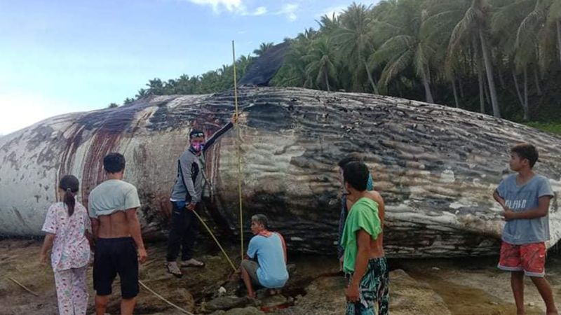 Dead sperm whale washes ashore in Philippines, following US and Israel ...