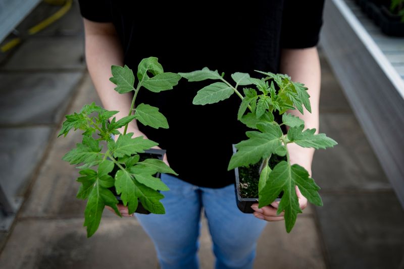 vitamin d light for plants