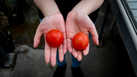 A gene-edited tomato (left) is shown in a side-by-side comparison with an unmodified tomato (right).