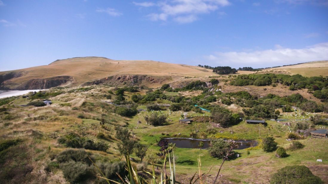 Penguin Place was founded in 1985 when local farmer Howard McGrouther fenced off around 150 acres of his land to create a private wildlife reserve (pictured). Once penguins are well fed and recovered from starvation and disease, they are released into the reserve where they can breed and nest in safety.