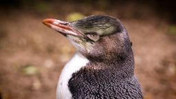 The Plight of Penguins - American Humane - American Humane