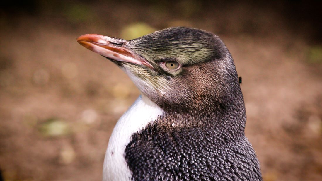 Hoiho have many predators in the wild, including dogs, stoats and foxes on land, and sharks, barracouta and sea lions in the ocean. If hoiho come to Penguin Place badly injured, they are sent to <a href="https://www.wildlifehospitaldunedin.org.nz/" target="_blank" target="_blank">The Wildlife Hospital, Dunedin</a>, where senior wildlife vet Lisa Argilla and her team treat hoiho, as well as other birds and wildlife.