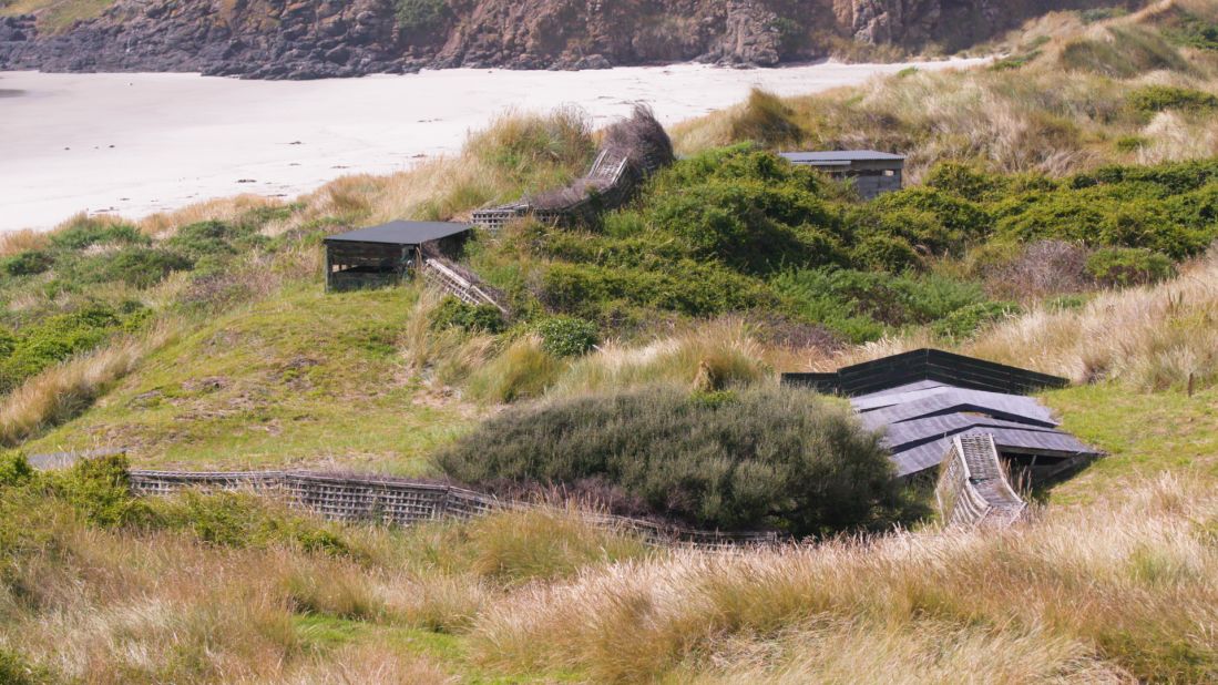 Penguin Place was funded entirely by tourism until the Covid-19 pandemic, when it had to close to the public and was granted government funding through the department of conservation, says van Zanten. Now reopened, its tours use a network of camouflaged, hand-dug tunnels (pictured) so that tourists can spot the hoiho in their natural habitat without disturbing them.