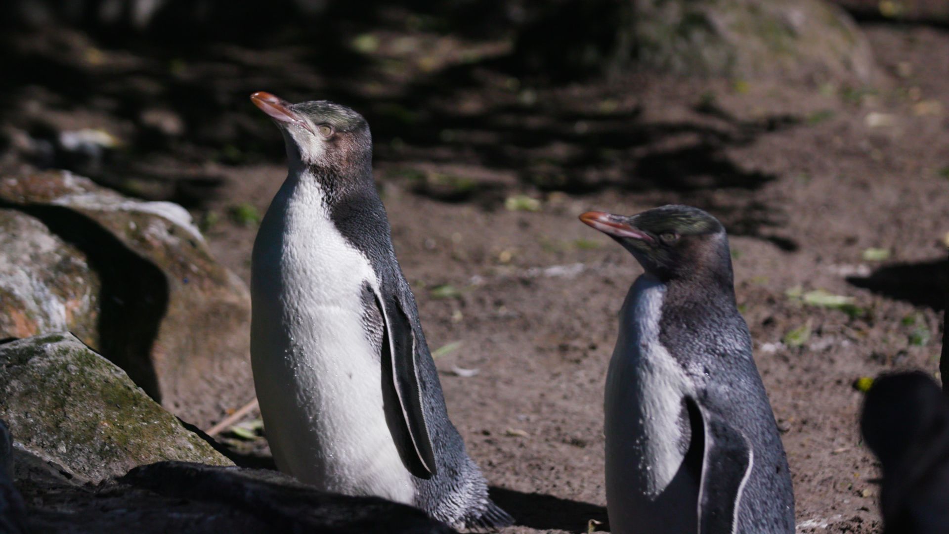 At <a href="index.php?page=&url=https%3A%2F%2Fpenguinplace.co.nz%2F" target="_blank" target="_blank">Penguin Place</a> on the Otago Peninsula, New Zealand, conservationists help sick and starving birds recover. Hoiho make up 98% of the birds that pass through, says Jason van Zanten, conservation manager at Penguin Place. 