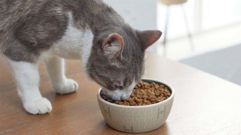 Star Wars Cat Bowl