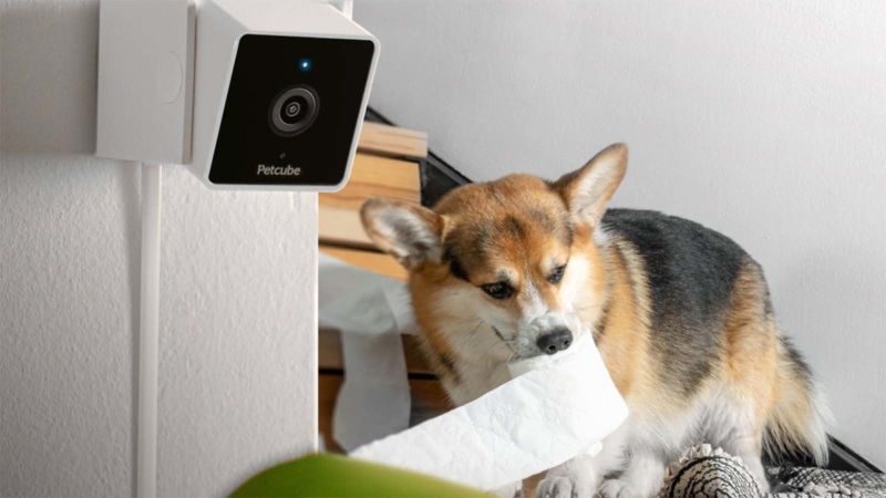 Chewy pet outlet camera