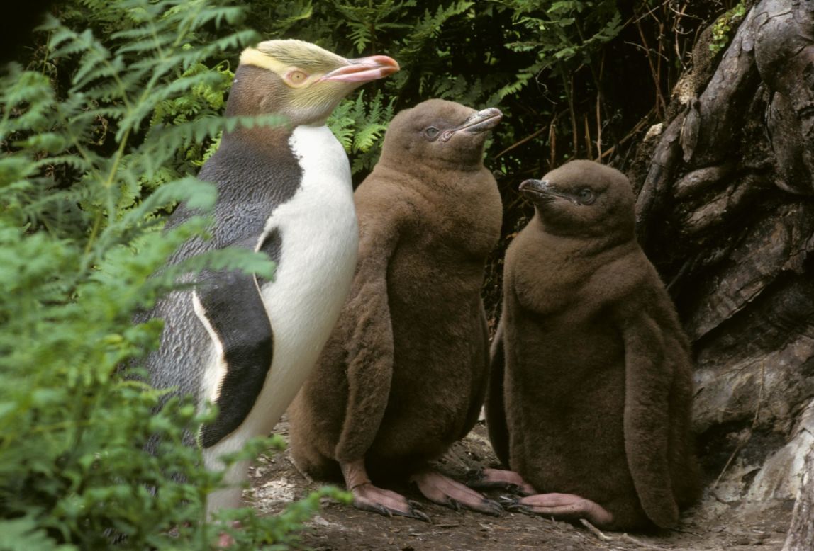 The fight to save New Zealand's critically endangered penguin | CNN