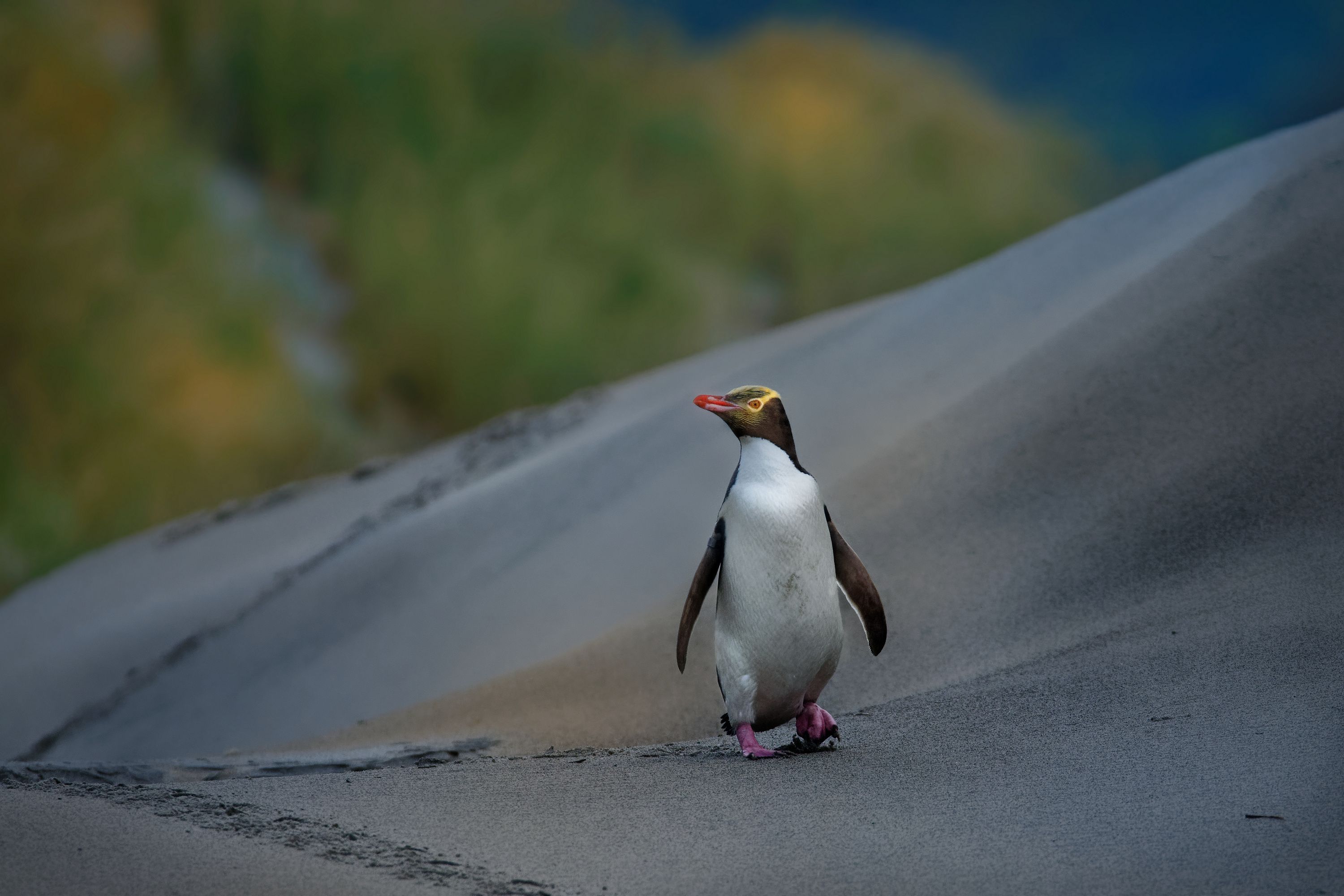 The world's only solitary species of penguin, hoiho are found only in New Zealand's south island and its sub-antarctic islands. It is estimated that just <a href="index.php?page=&url=https%3A%2F%2Fwww.iucnredlist.org%2Fspecies%2F22697800%2F182703046" target="_blank" target="_blank">3,000 mature individuals</a> remain in the wild. On New Zealand's mainland, the colony comprised just <a href="index.php?page=&url=https%3A%2F%2Fwww.doc.govt.nz%2Fnature%2Fnative-animals%2Fbirds%2Fbirds-a-z%2Fpenguins%2Fyellow-eyed-penguin-hoiho%2F" target="_blank" target="_blank">265 breeding pairs</a> in 2019.
