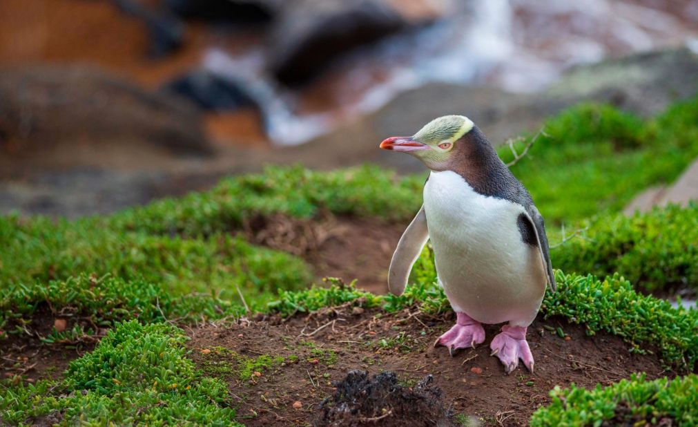 The yellow-eyed penguin -- known as hoiho, which means "noise shouter" in Māori -- is one of the <a href="https://www.yellow-eyedpenguin.org.nz/penguins/population-recent-trends/" target="_blank" target="_blank">most endangered penguin species</a> in the world. These rare birds are under growing pressure from predators, climate change and disease -- but conservationists in New Zealand are trying desperately to save them. <strong>Look through the gallery to learn more about the hoiho.</strong>