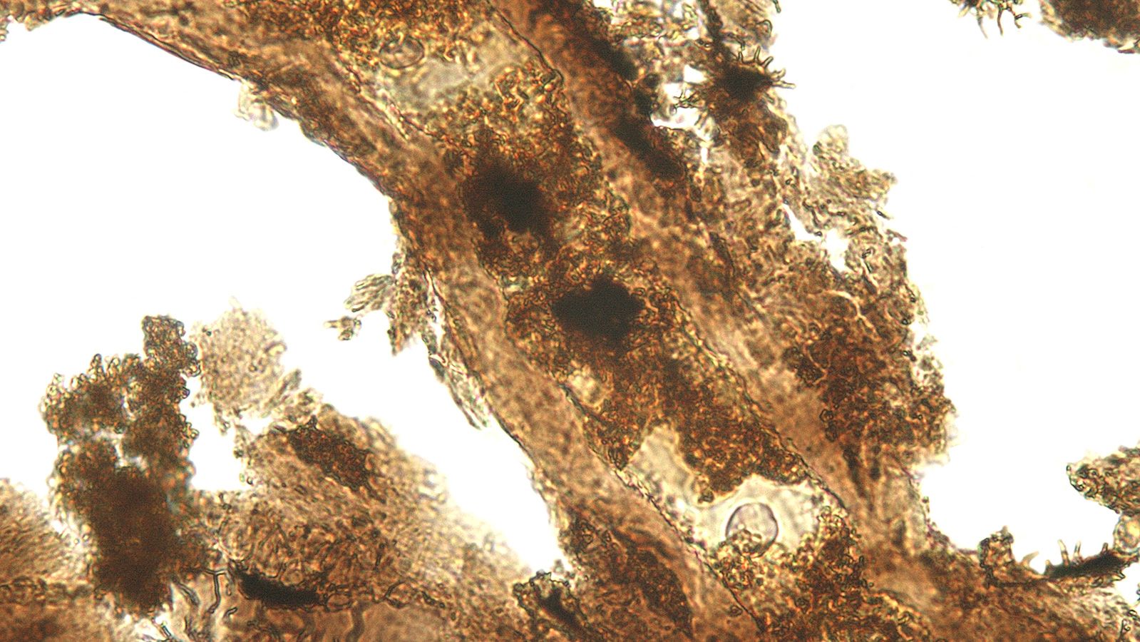 A microscopic view of extracted soft tissues from the bone of an Allosaurus is shown. 