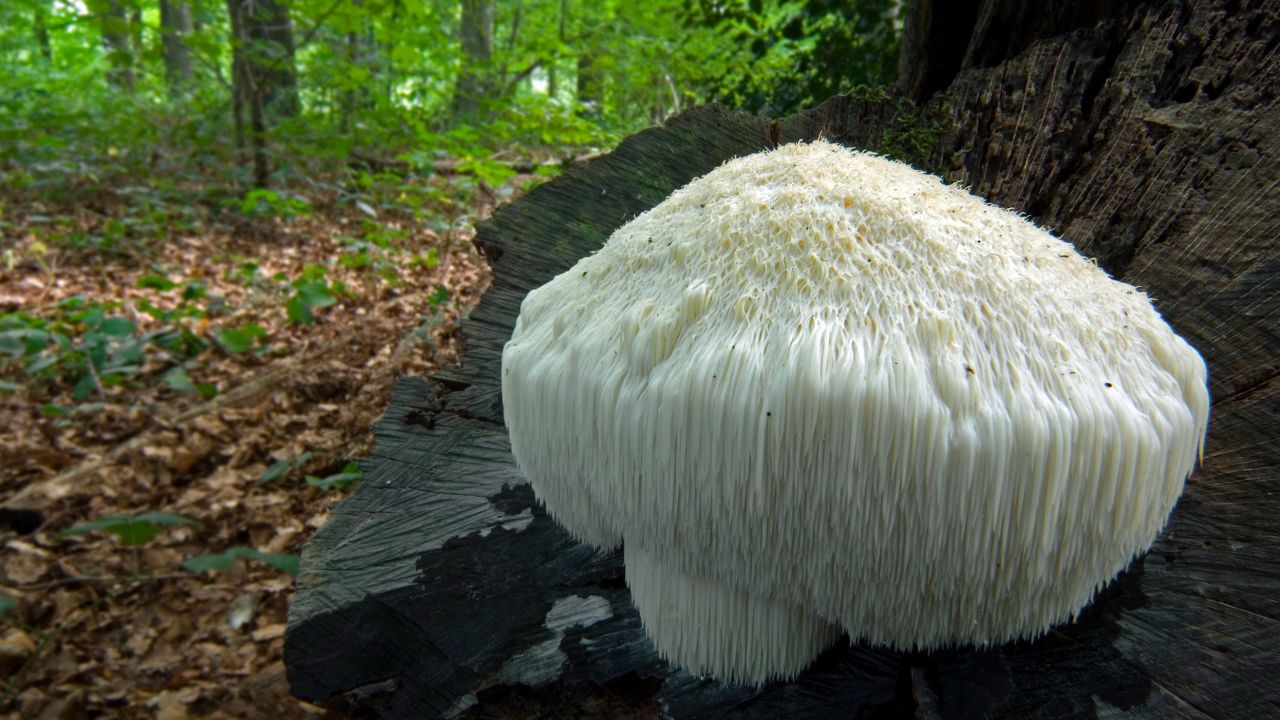 The mycelium, or root-like structure, of Lion's mane mushroom is part of the "Stamets Stack."