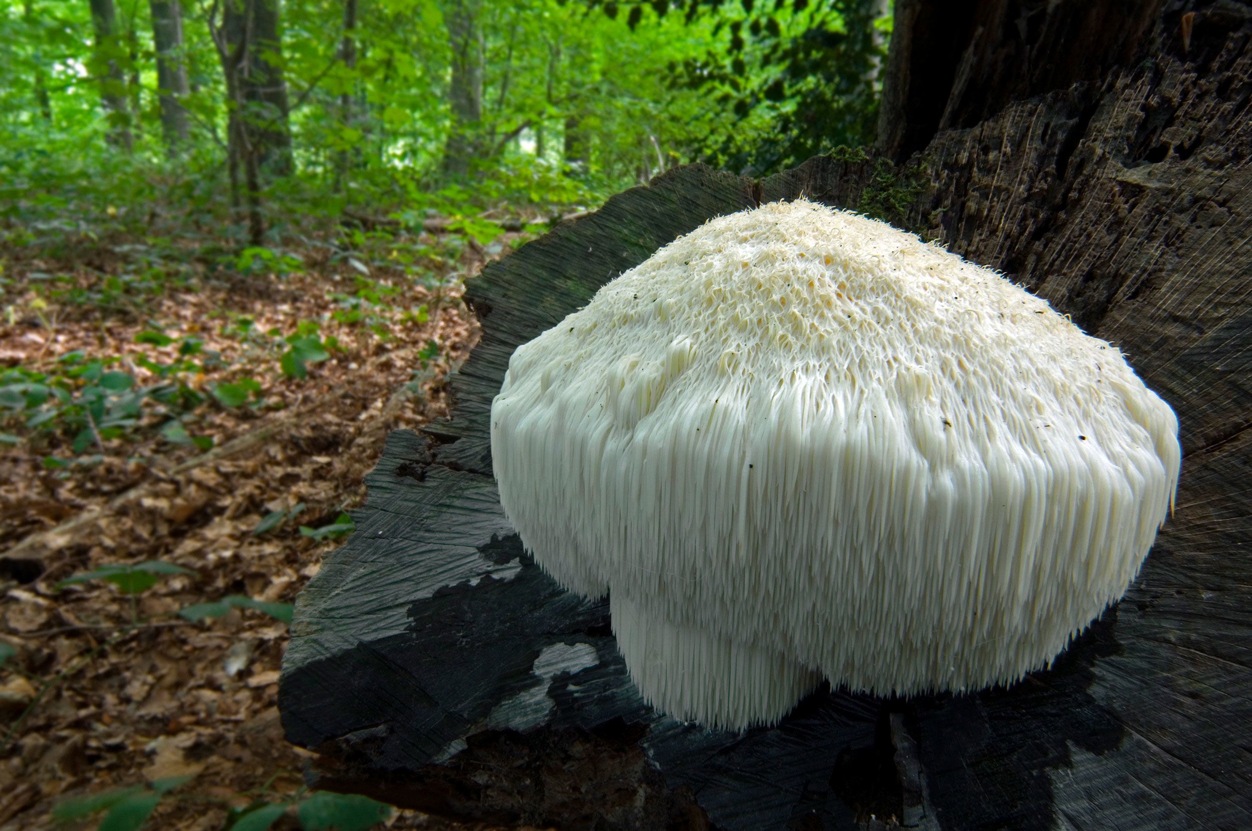 Magical Mushrooms: How Mycelium Is Changing The Future Of Design