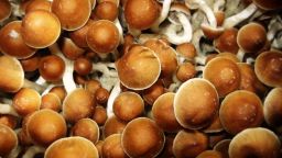 Cultivated Mushrooms.