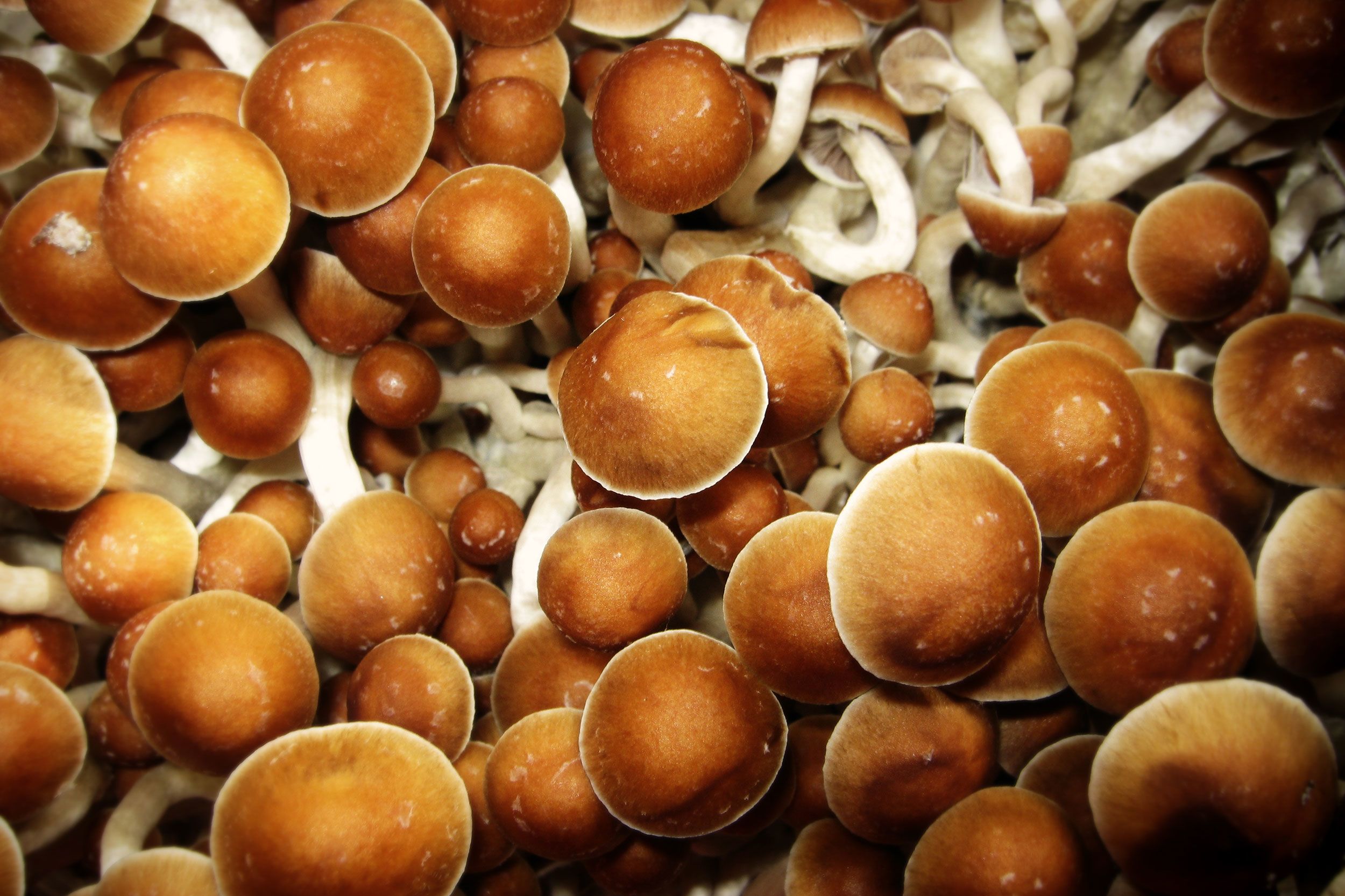 Psychedelic mushroom benefits are popping up all over | CNN