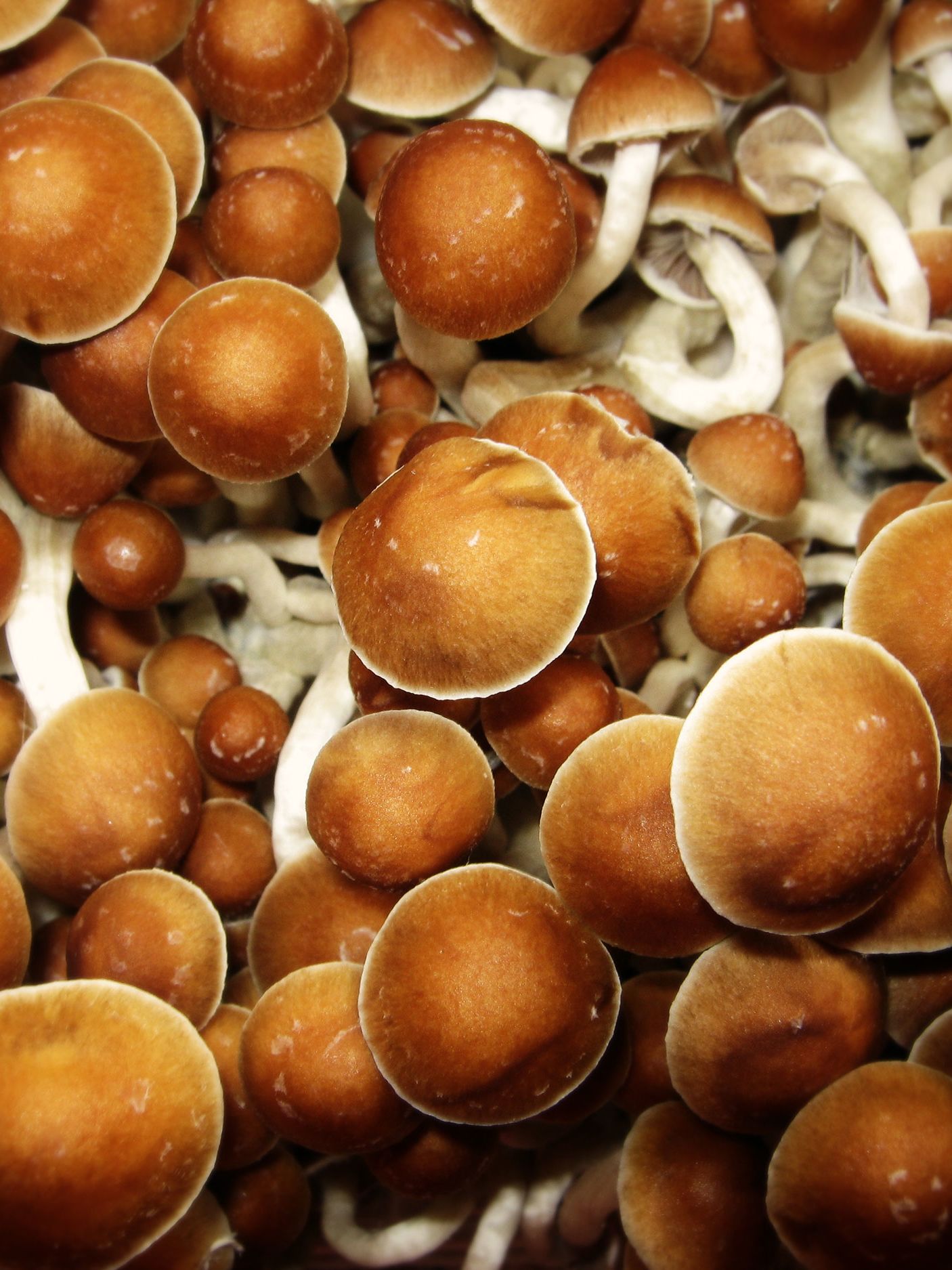 Mexican Cubensis