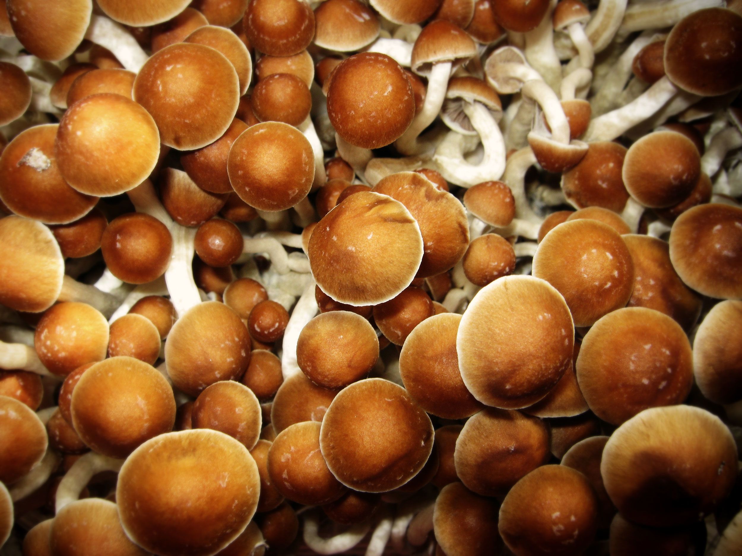 Psychedelic mushroom benefits are popping up all over | CNN