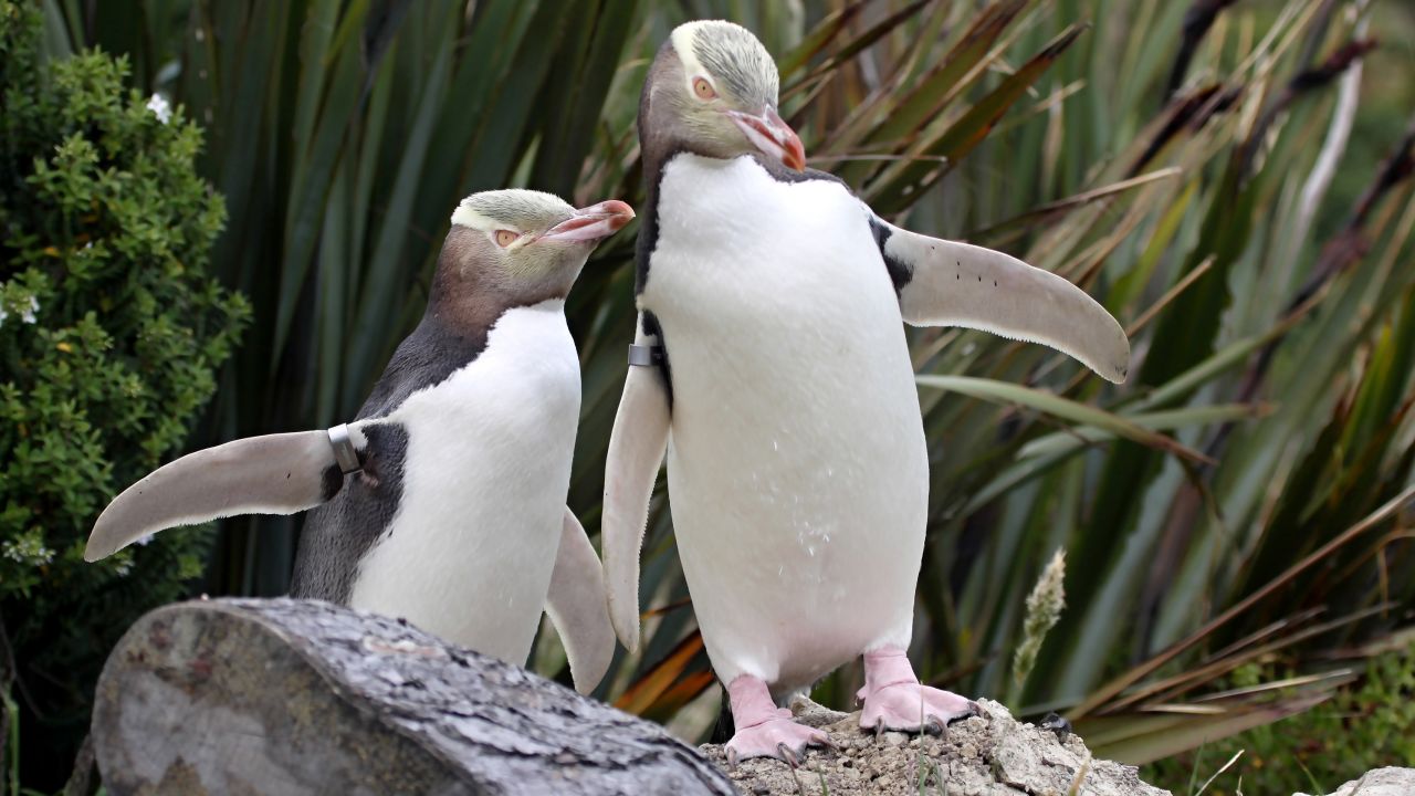 The yellow-eyed penguin is the rarest of penguins, with only about 3,000 remaining in the wild.