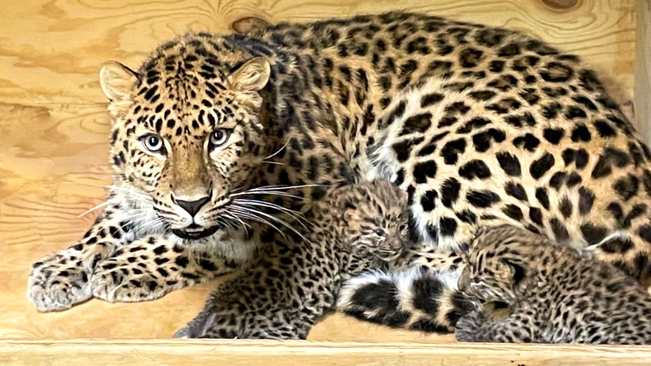 Amur leopard Dot at the Saint Louis Zoo with her cubs Anya and Irina. The first-time mother is just one of hundreds left of the critically endangered leopard. 