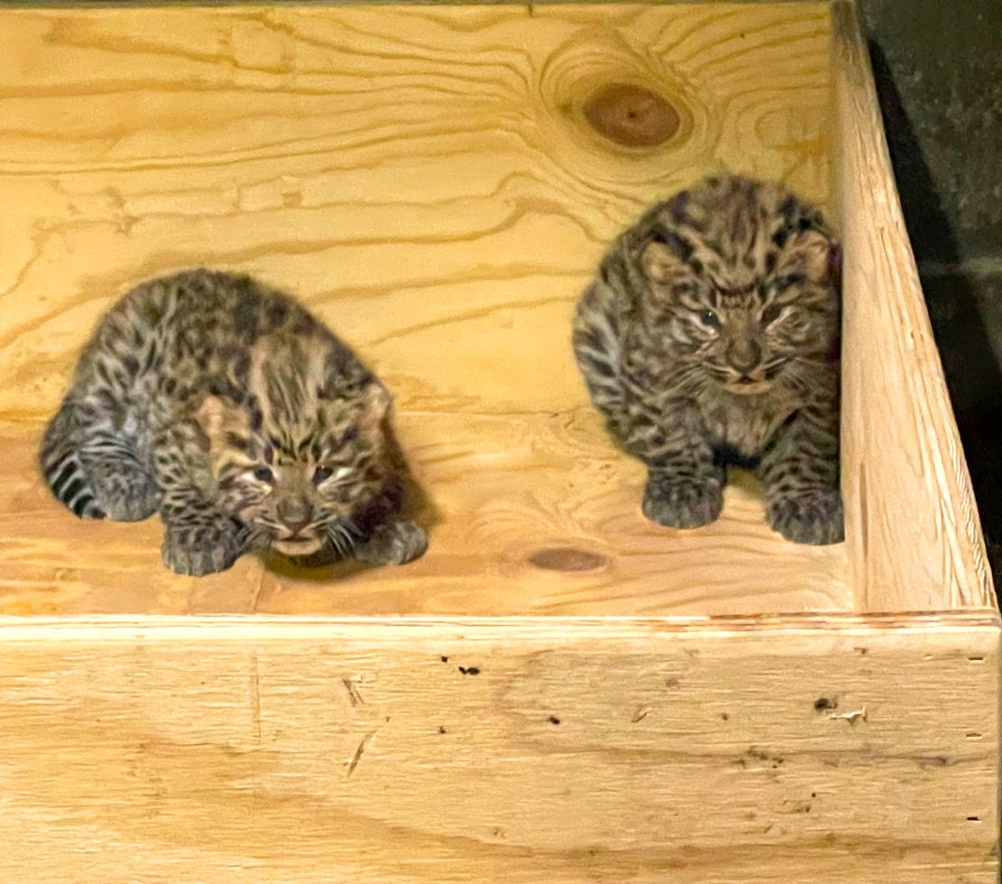 Amur leopard cubs Anya and Irina were born on April 21st at the Saint Louis Zoo.