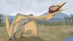 Scientists unearthed the largest pterosaur found in South America.
