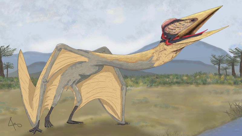 Pteranodon, Flying Reptile, Late Cretaceous, Pterosaur