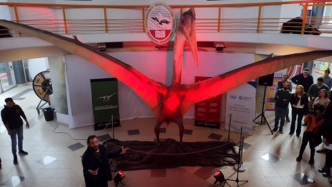 A life-size model of the pterosaur is on display at the Laboratory and Museum of Dinosaurs in Mendoza, Argentina. 