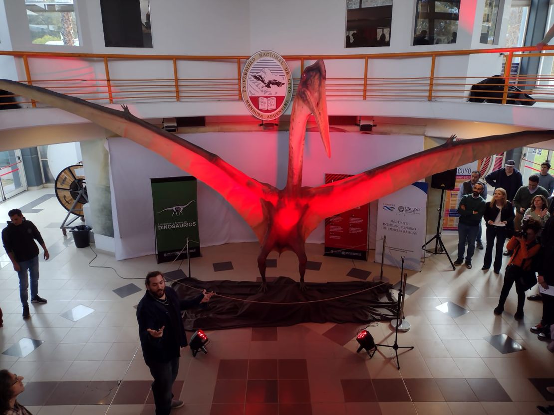 A life-size model of the pterosaur is on display at the Laboratory and Museum of Dinosaurs in Mendoza, Argentina. 