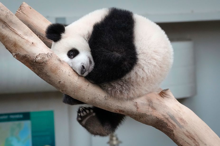 Sheng Yi, a female panda, is seen inside the panda enclosure at the National Zoo in Kuala Lumpur, Malaysia, on Wednesday, May 25. Yi, the third cub of panda couple Xing Xing and Liang Liang from China, has finally been given her name before turning 1 on May 31. Her name means peace and friendship.