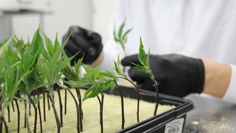 Cannabis cuttings at Hawthorne's R&D center in Kelowna, British Columbia, Canada.