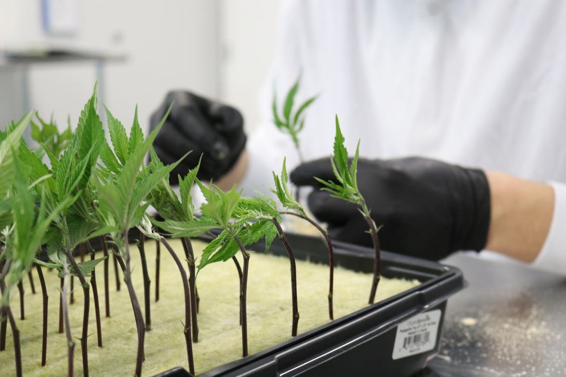 Cannabis cuttings at Hawthorne's R&D center in Kelowna, British Columbia, Canada.