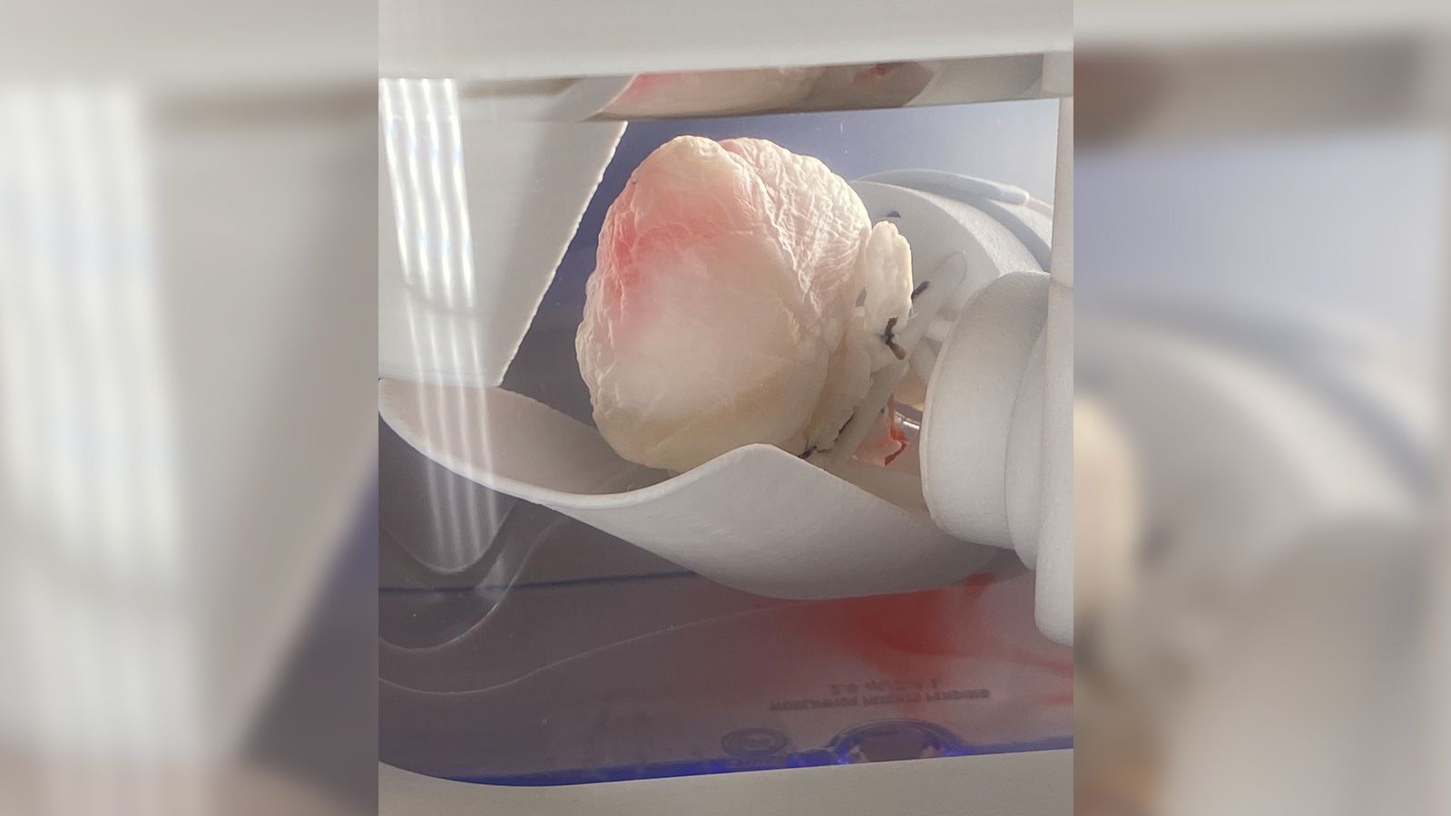 A pig-based 'ghost heart' created by Dr. Doris Taylor is in the process of being injected with human stem cells.