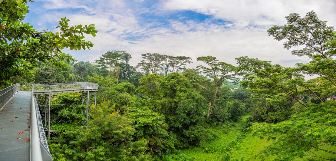 Singapore's green space, with a view over Kent Ridge Park seen here, offers a natural escape from the bustle.