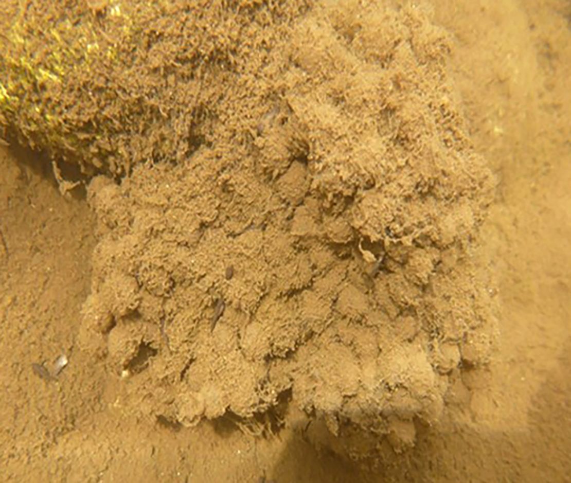 Frog eggs covered in sediment after a wildfire in California.