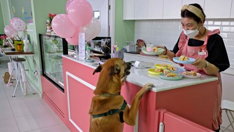 Korean Hyunsuk Ku, 38, owner of Happy Bark Day, the first dog cafe in the Gulf emirate of Dubai to serve food, coffee, and cake to dogs only, serves one of her customers on May 30.