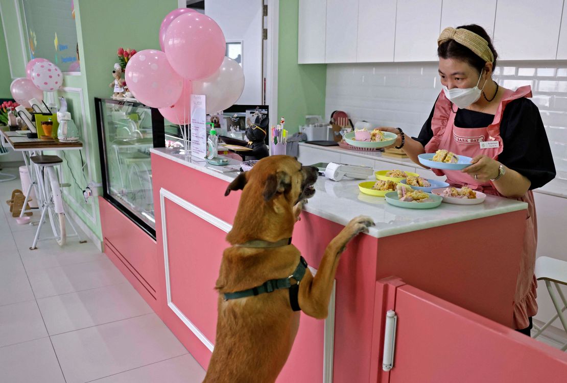 Korean Hyunsuk Ku, 38, owner of Happy Bark Day, the first dog cafe in the Gulf emirate of Dubai to serve food, coffee, and cake to dogs only, serves one of her customers on May 30.