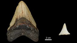 Tooth analysis confirms the megalodon - a huge ancient shark - was  warm-blooded
