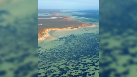 An aerial image of Shark Bay, including the seagrass, which appear as dark patches in the water.