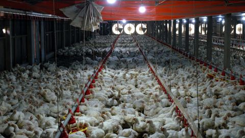 Chickens at a poultry farm in Sungai Panjang, Selangor, Malaysia, on May 25.