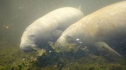 Manatees swim in the Homosassa River on October 05, 2021 in Homosassa, Florida. Conservation groups announced on Wednesday that the US Fish and Wildlife Service will update its protections for manatee habitats in Florida.