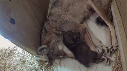 First-time red wolf mother May tends to her newborn pup at the Roger Williams Park Zoo. The animals are the world's rarest wolf species, with only 15-20 estimated to be left in the wild.