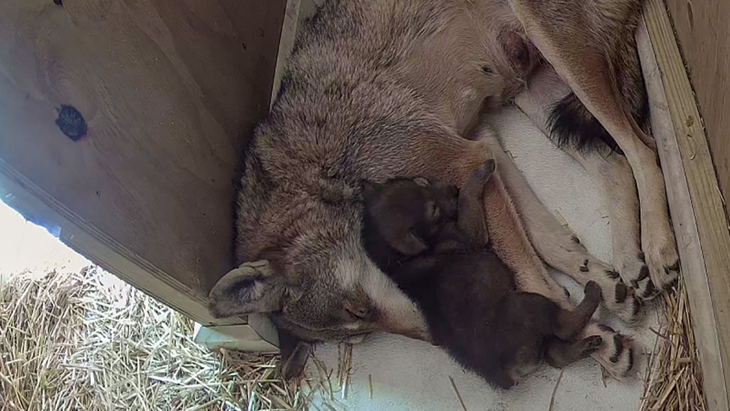 First-time mother, Brave the red wolf, tends to her newborn pup at the Roger Williams Park Zoo. The animals are the world's rarest wolf species, with only about 20 estimated to be left in the wild.