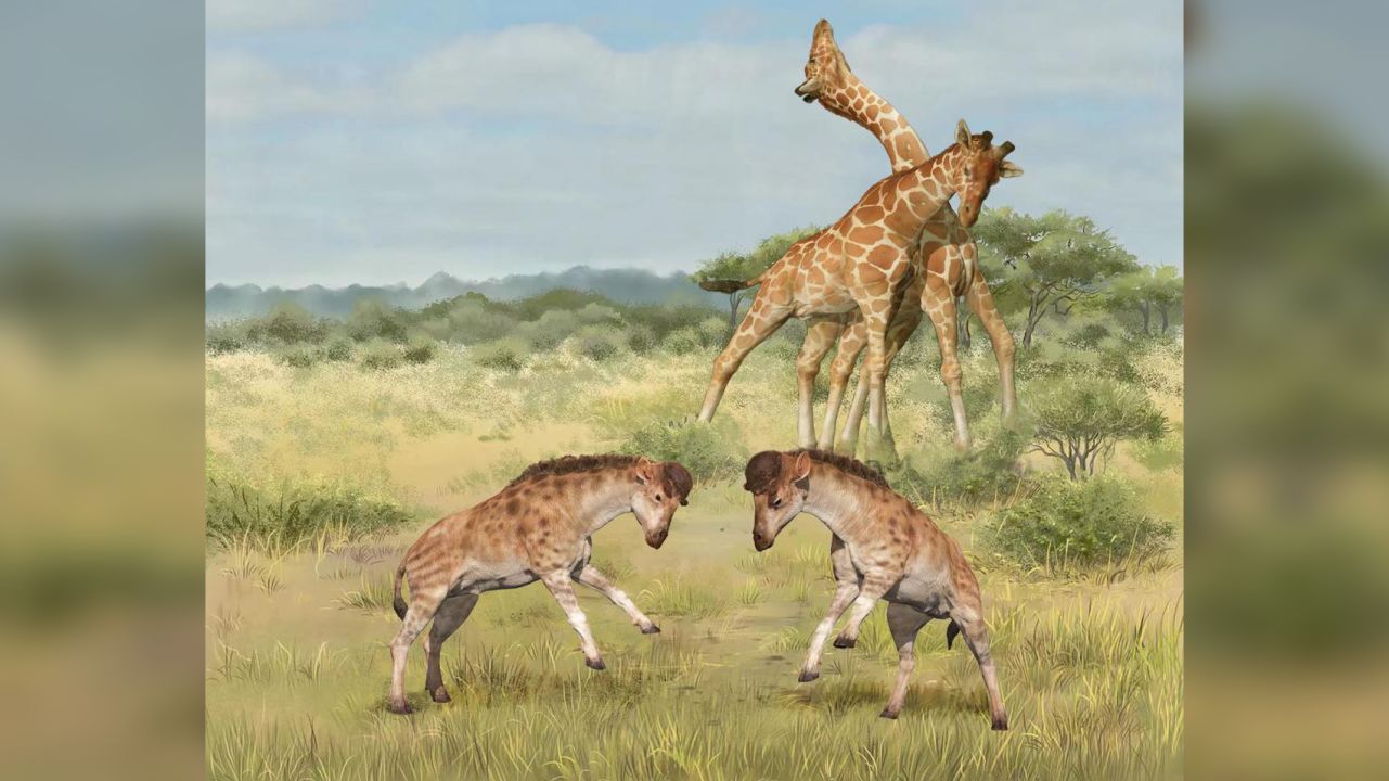 giraffes predators