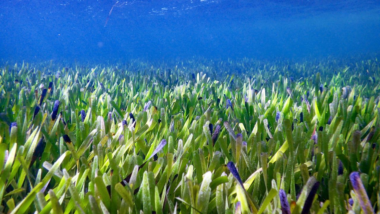 This underwater image shows miles of sprawling seagrass growing in Shark Bay.