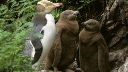 Yellow-Eyed Penguin (Megadyptes antipodes) Adult with chicks, New Zealand