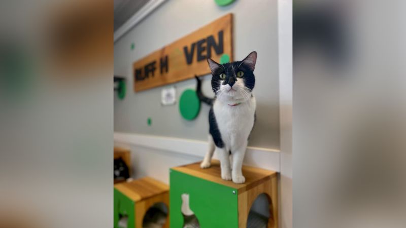 Safe haven cat sales shelter