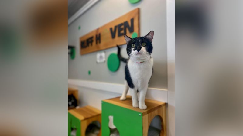 This Utah animal shelter is a safe haven for owners going through drug or alcohol treatment | CNN