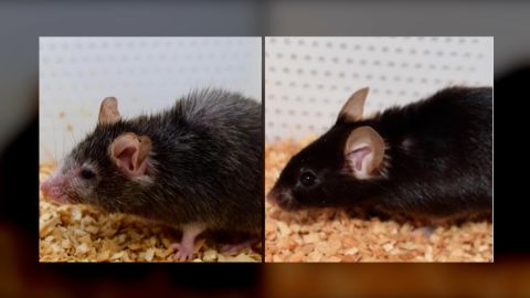 ये चूहे एक ही कूड़े के हैं।  दाईं ओर वाला आनुवंशिक रूप से पुराना होने के लिए बदल दिया गया है।